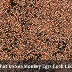 What Do Sea Monkey Eggs Look Like? (9 Important Facts)