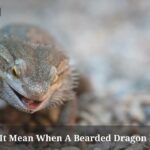 What Does It Mean When A Bearded Dragon Licks You