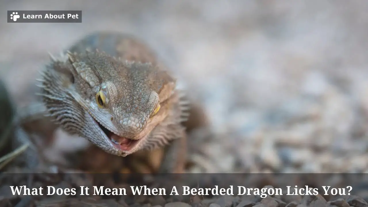 What Does It Mean When A Bearded Dragon Licks You? (7 Cool Facts)