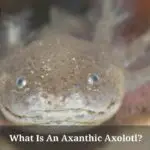 All About Axanthic Axolotl : 9 Cool Colors