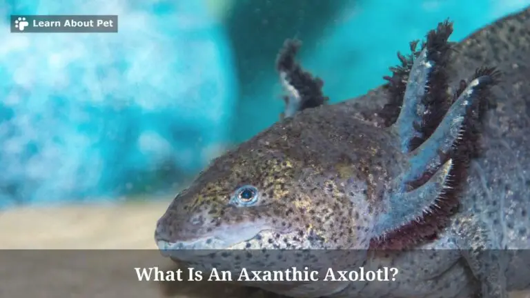 All About Axanthic Axolotl : 9 Cool Colors - 2026