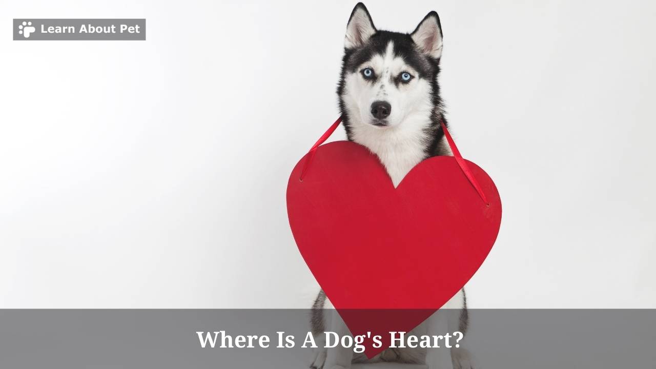 Where Is A Dog's Heart? (9 Interesting Facts) 2022