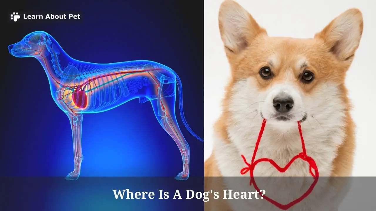 Where Is A Dog's Heart? (9 Interesting Facts) 2022