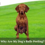 Why Are My Dog's Balls Peeling