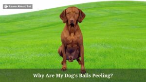 Why Are My Dog's Balls Peeling? (9 Menacing Facts) - 2023