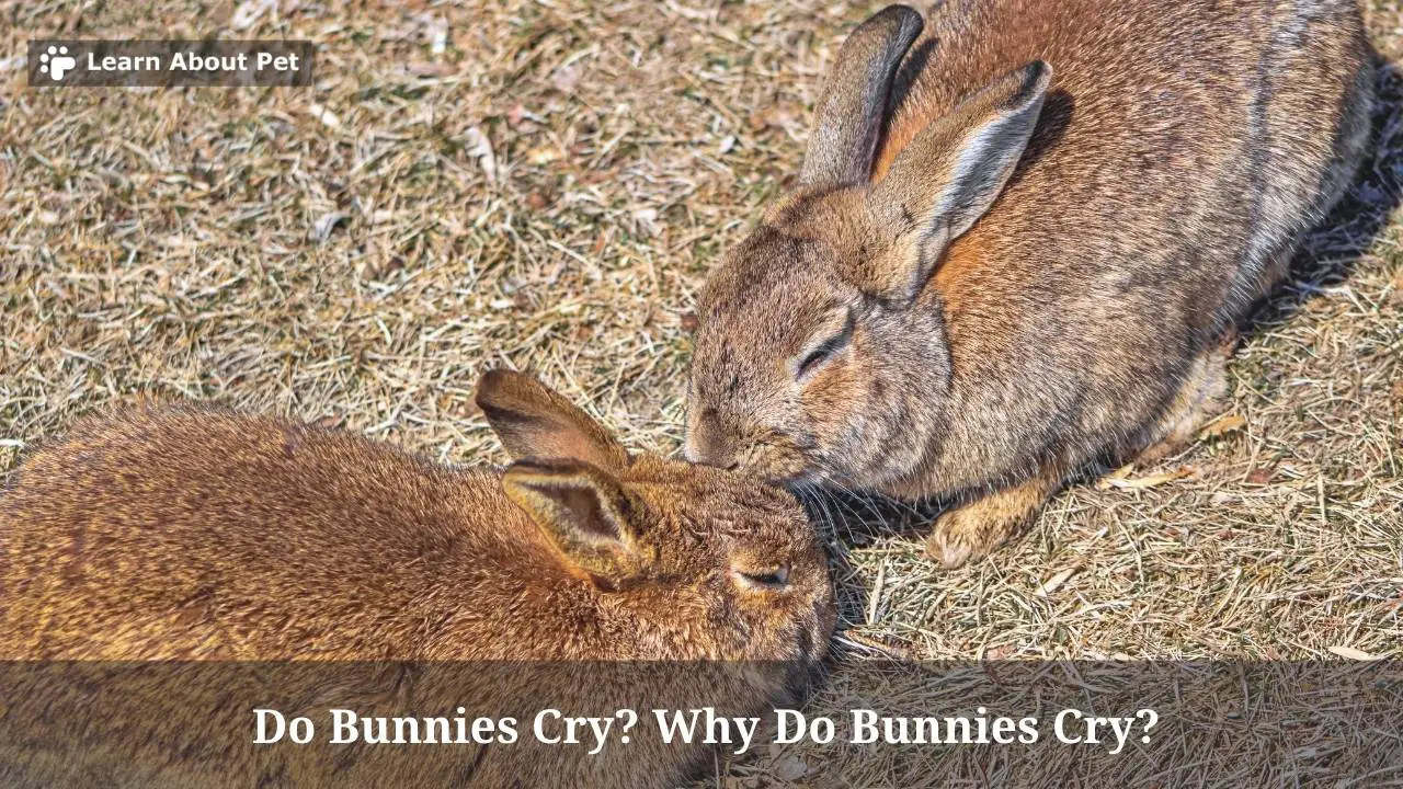 Do Bunnies Cry? Why Do Bunnies Cry? 9 Clear Facts 2023