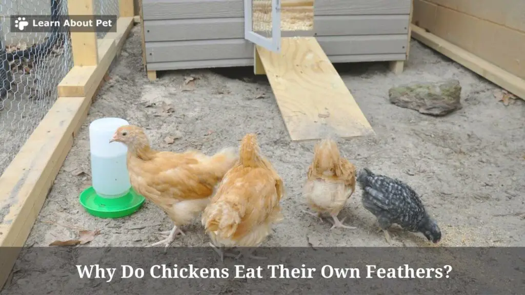 Why Do Chickens Eat Their Own Feathers? 6 Clear Reasons 2024