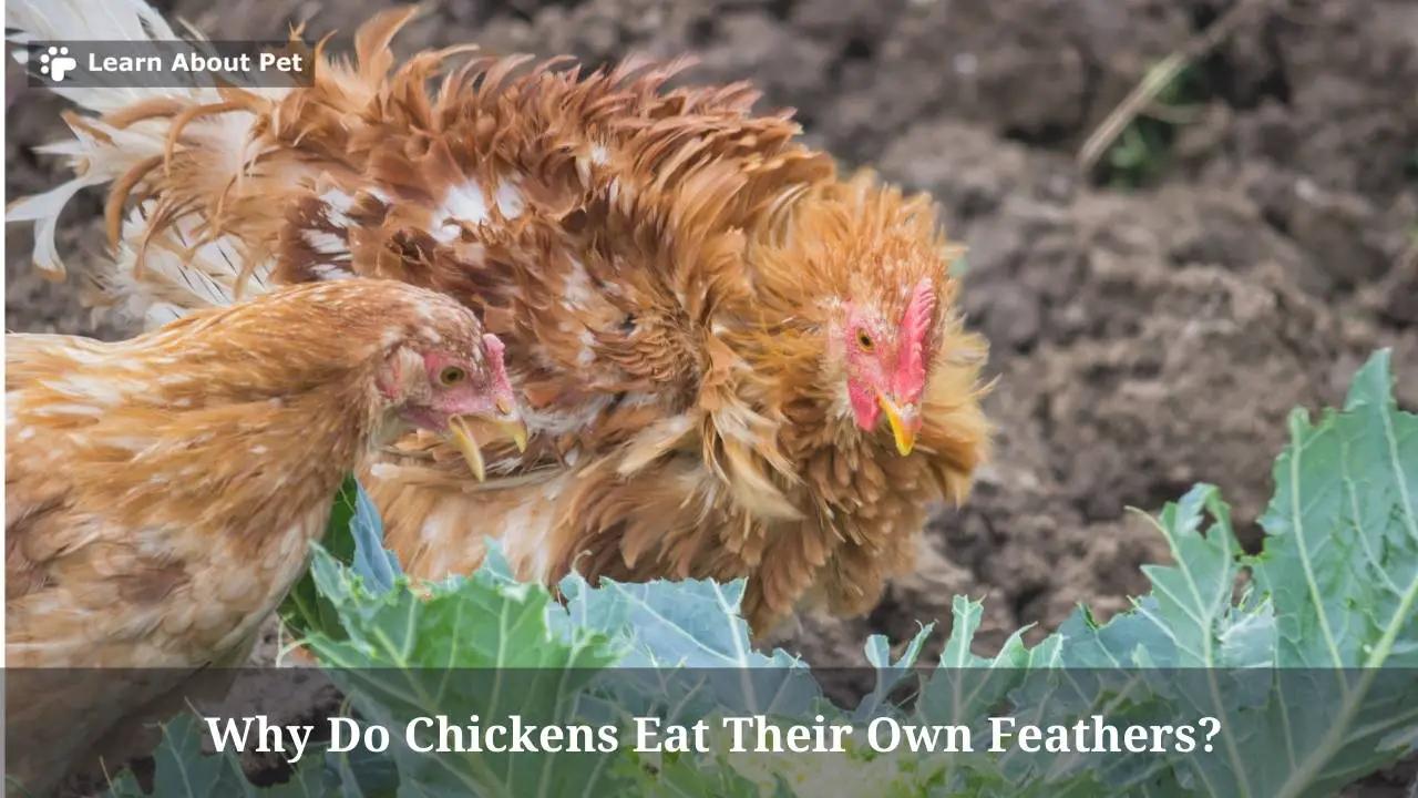 Why Do Chickens Eat Their Own Feathers? 6 Clear Reasons - 2024