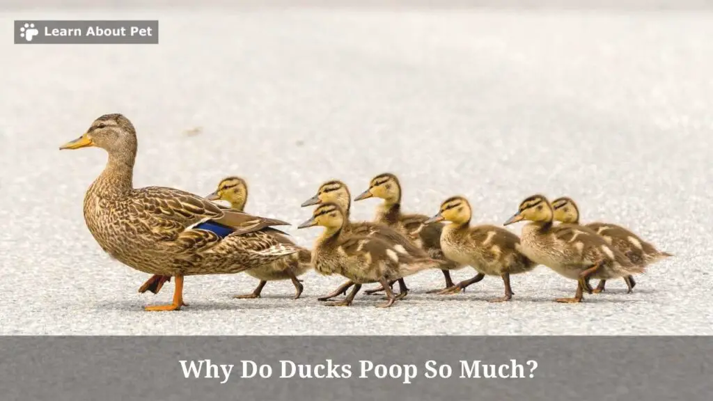 Why do ducks poop so much