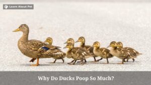 Why Do Ducks Poop So Much? 15 Menacing Duck Poop Chart Colors