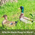 Why Do Ducks Poop So Much? 15 Menacing Duck Poop Chart Colors