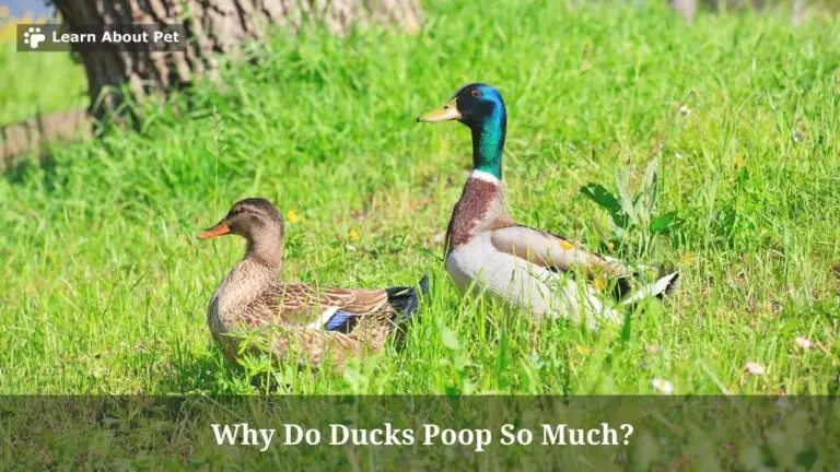 Why Do Ducks Poop So Much? 15 Menacing Duck Poop Chart Colors