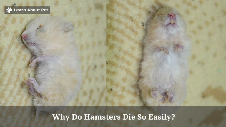 Why Do Hamsters Die So Easily 7 Clear Facts 2023