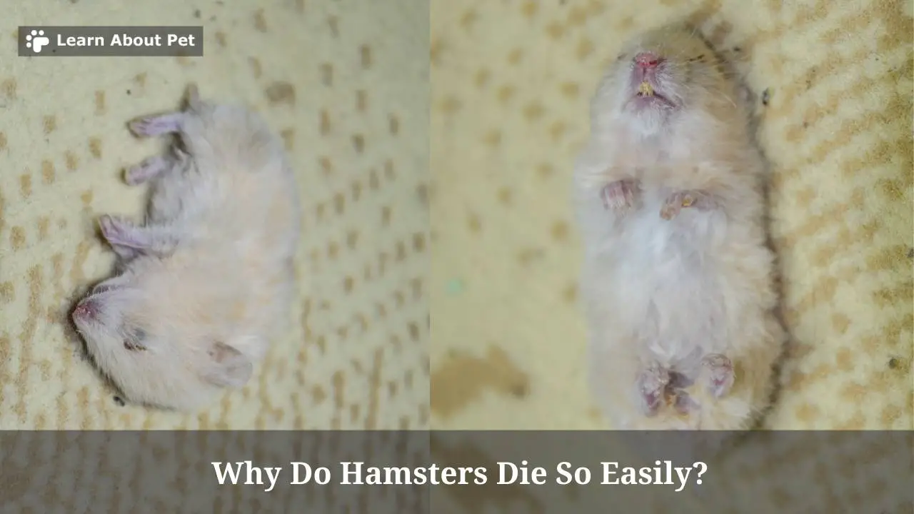Why Do Hamsters Die So Easily? (7 Clear Facts) 2023