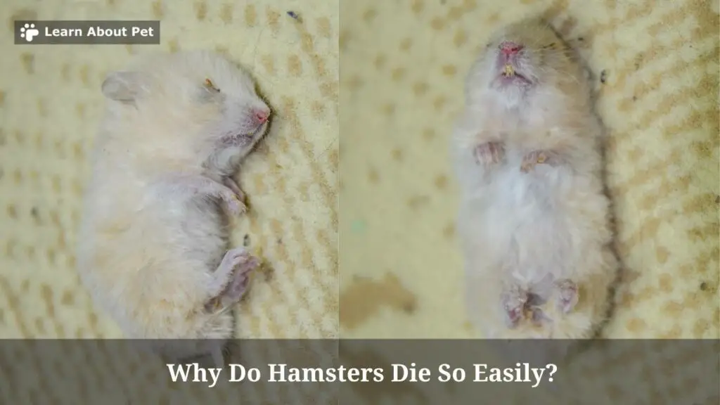 Why do hamsters die so easily