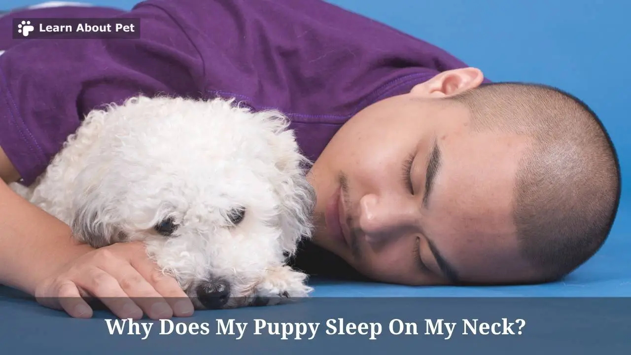 Why Does My Puppy Sleep On My Neck? (9 Cool Facts) 2024