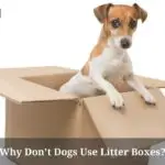 Why Don't Dogs Use Litter Boxes? (9 Clear Facts)
