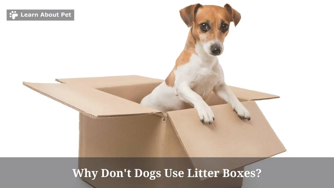 Why Don't Dogs Use Litter Boxes? (9 Clear Facts) 2023