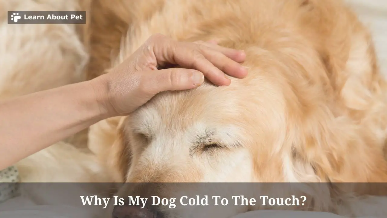 Why Is My Dog Cold To The Touch? (7 Important Facts) 2023