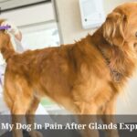 Dog In Pain After Glands Expressed : 7 Clear Reasons