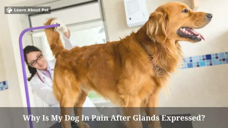 Dog In Pain After Glands Expressed : 7 Clear Reasons - 2023