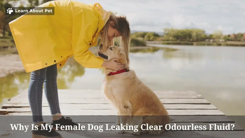 Why Is My Female Dog Leaking Clear Odourless Fluid? - 2023