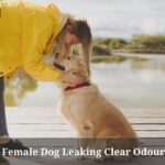 Why Is My Female Dog Leaking Clear Odourless Fluid
