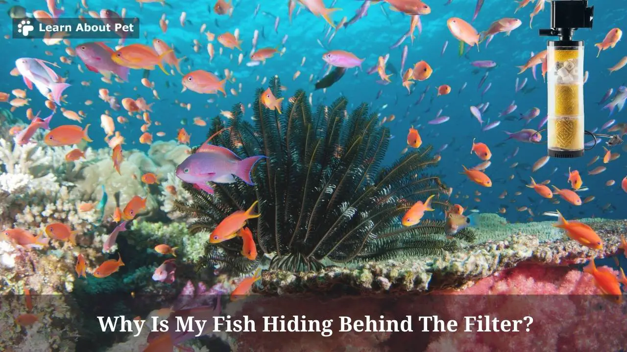 Why Is My Fish Hiding Behind The Filter? (7 Cool Facts) 2022