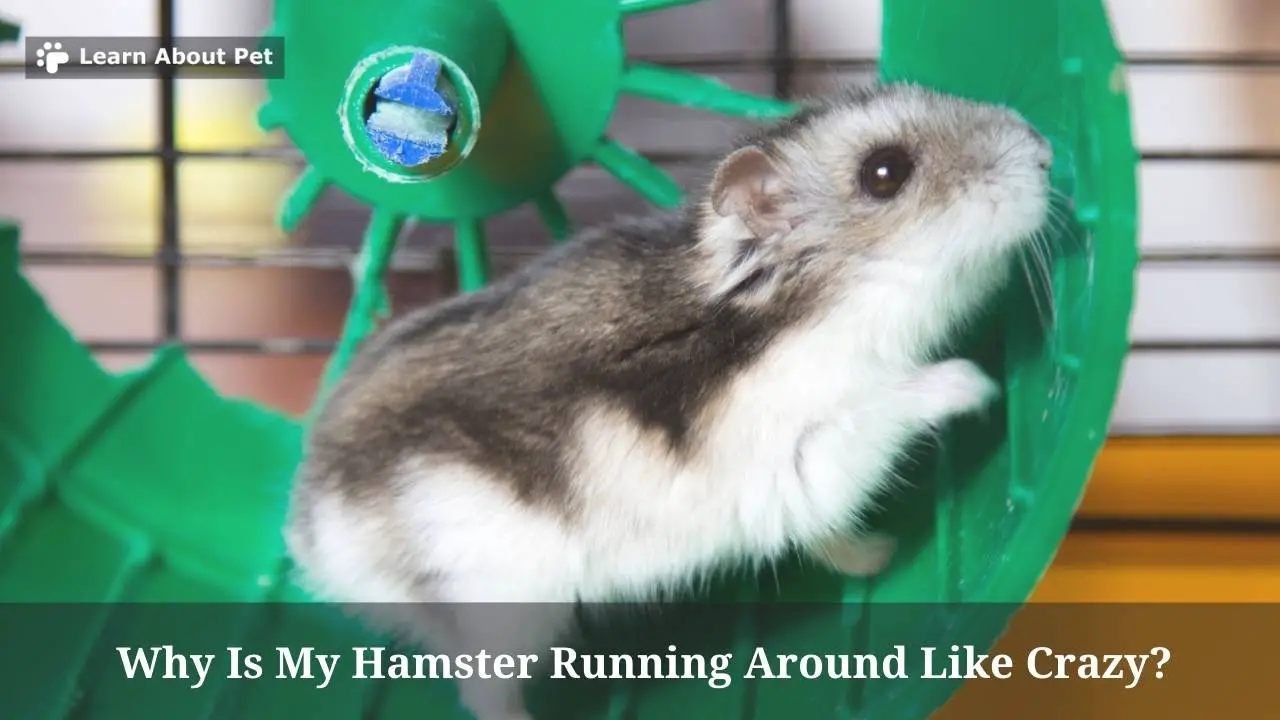 Why Is My Hamster Running Around Like Crazy? (9 Clear Facts)