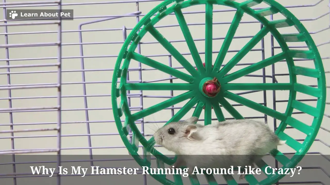 Why Is My Hamster Running Around Like Crazy? (9 Clear Facts)