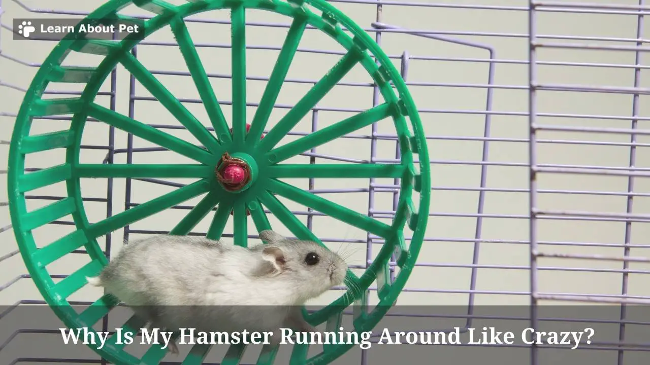 Why Is My Hamster Running Around Like Crazy? (9 Clear Facts)