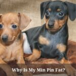 Why Is My Min Pin Fat