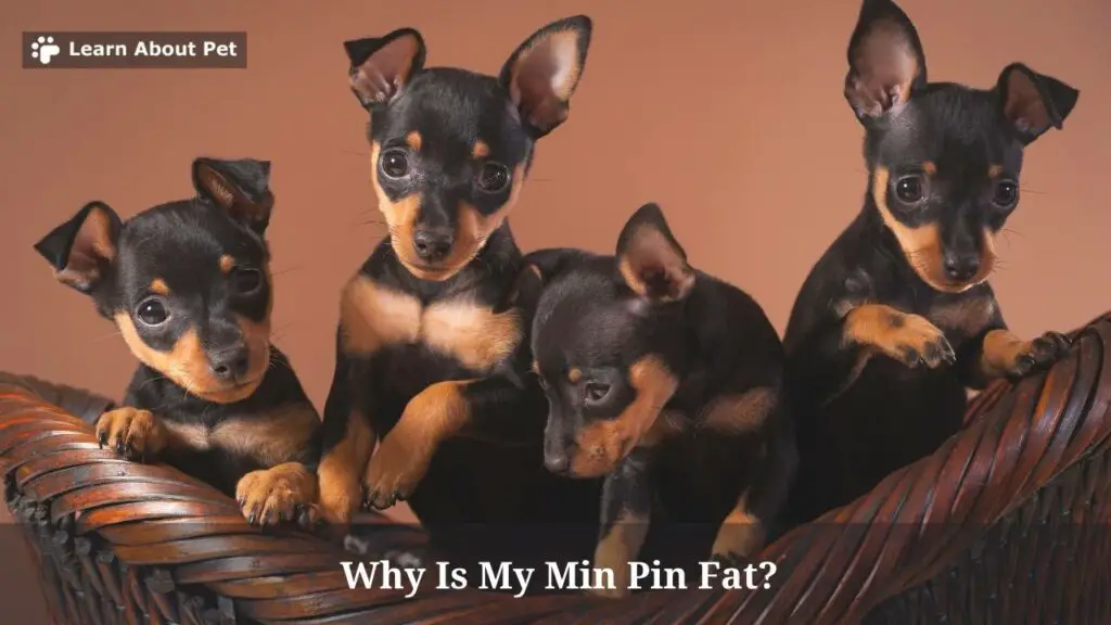 Why is my min pin fat