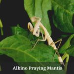 Albino Praying Mantis : Rarity, Price, Health (7 Cool Facts)