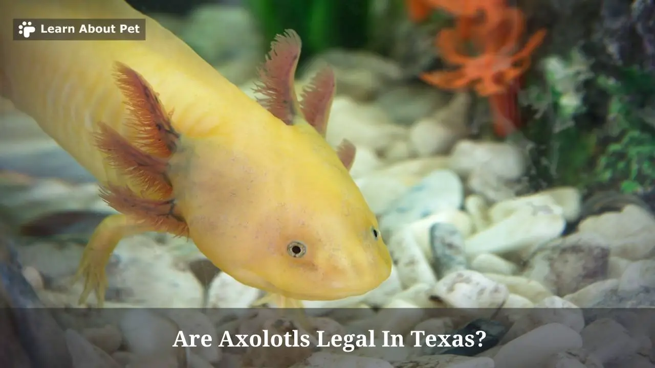 Are Axolotls Legal In Texas? (7 Clear Facts) 2023