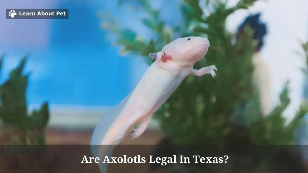 Are axolotls legal in texas