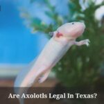 Are Axolotls Legal In Texas