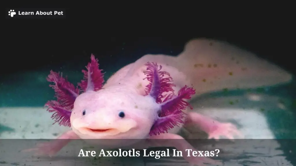 Are axolotls legal in texas