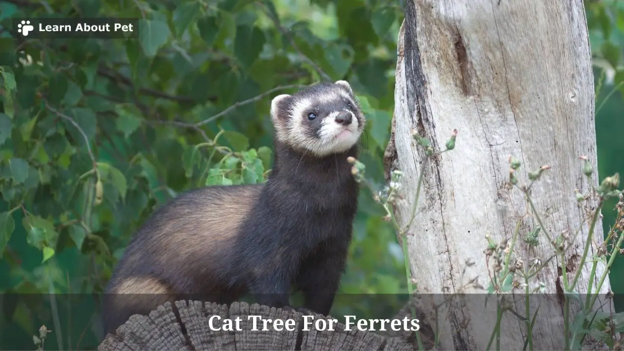 Cat Tree For Ferrets : Should I Get My Ferrets A Cat Tree? 5 Clear Facts