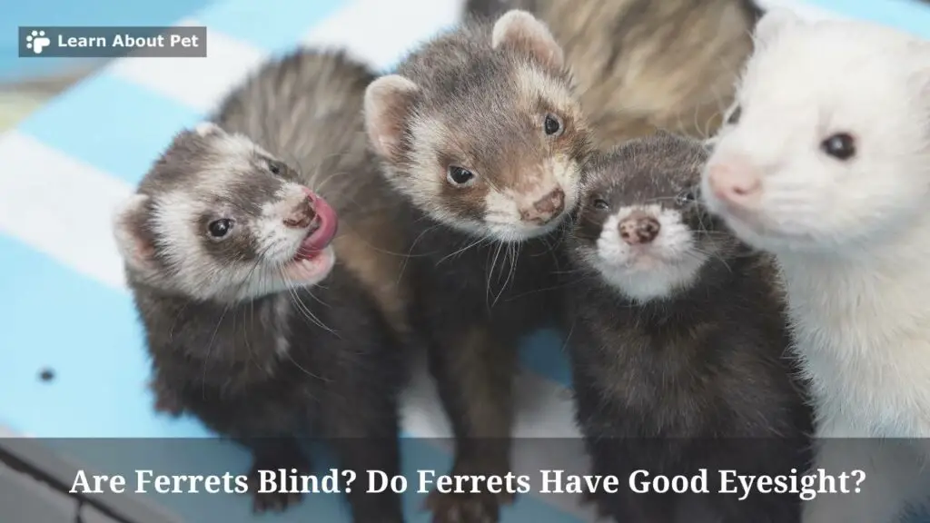 Are Ferrets Blind? Do Ferrets Have Good Eyesight? 7 Clear Facts - 2024