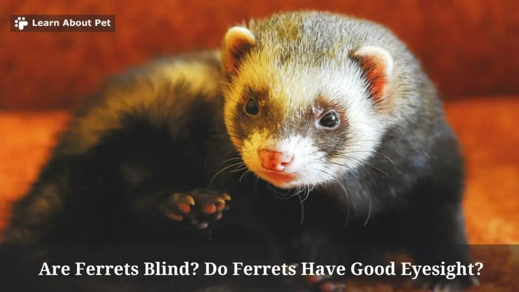 Are Ferrets Blind? Do Ferrets Have Good Eyesight? 7 Clear Facts - 2024