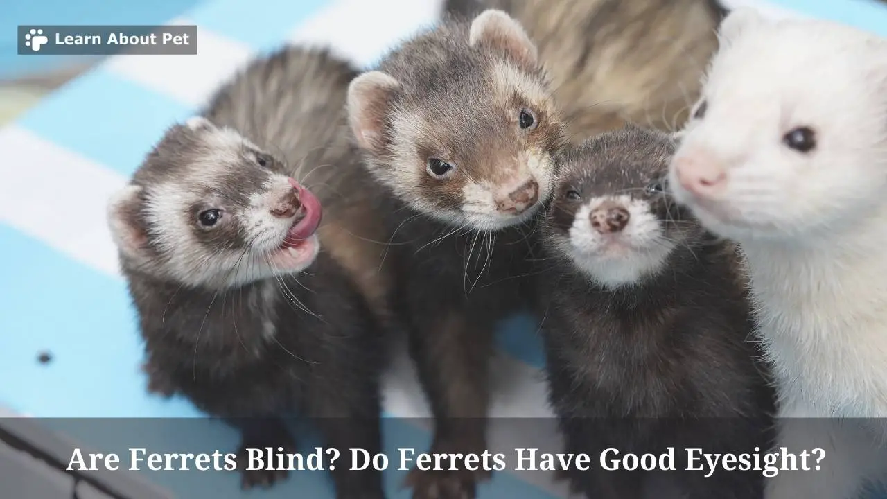 Are Ferrets Blind? Do Ferrets Have Good Eyesight? 7 Clear Facts 2024