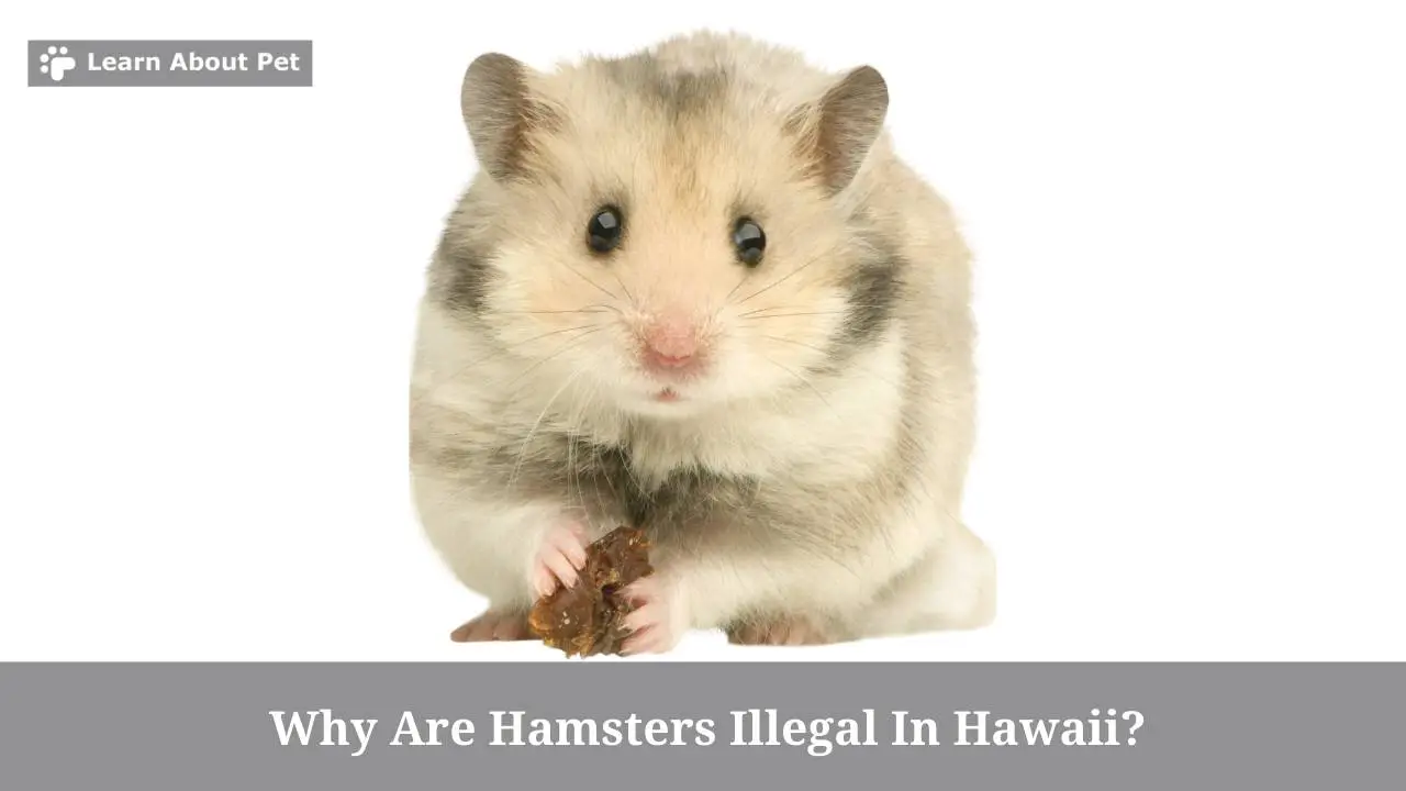 Why Are Hamsters Illegal In Hawaii? (5 Clear Facts) 2024