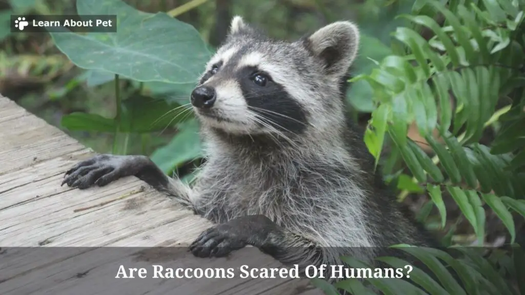 Are Raccoons Scared Of Humans? (7 Clear Facts) - 2024