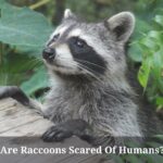 Are Raccoons Scared Of Humans