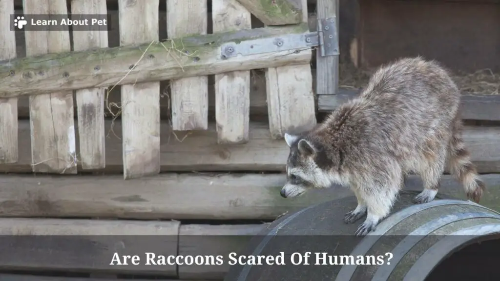 Are raccoons scared of humans
