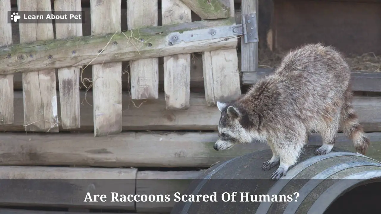 Are Raccoons Scared Of Humans? (7 Clear Facts) 2024