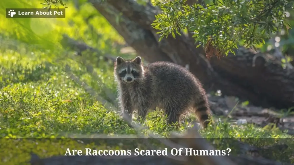 Are raccoons scared of humans