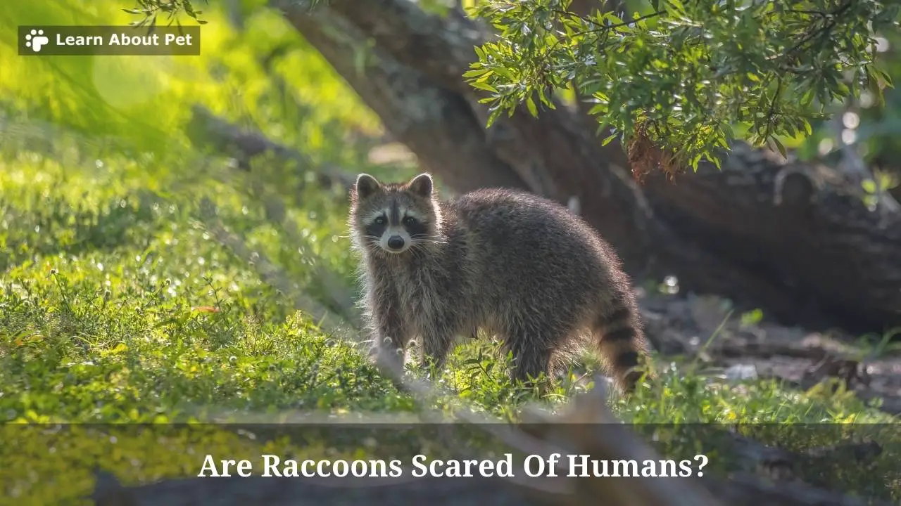 Are Raccoons Scared Of Humans? (7 Clear Facts) 2024
