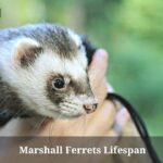 Marshall Ferrets Lifespan
